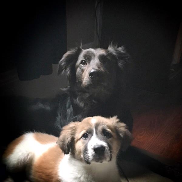 /Images/uploads/Louies Legacy Animal Rescue/cutest-rescue-pet-2023/entries/28119thumb.jpg